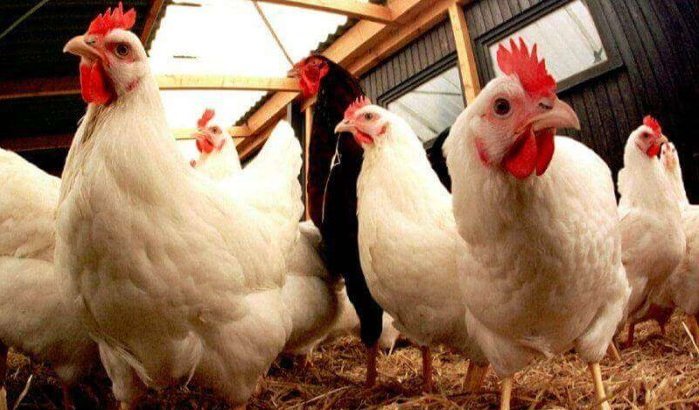 Spaanse producenten voeren kruistocht tegen Marokkaanse producten