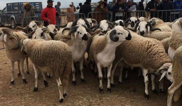 Verkiezingen Marokko: partijen schenken schapen voor Eid ul-Adha