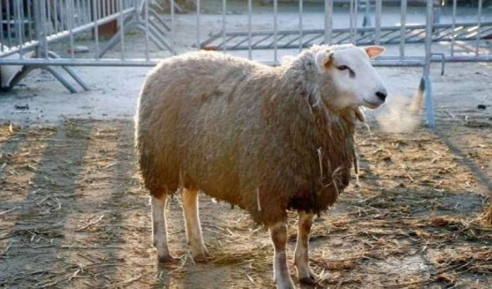 Eid ul-Adha: moslims België offeren minder schapen