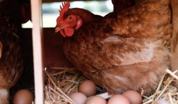 Sterke stijging prijs pluimvee en eieren veroorzaakt onrust in Marokko