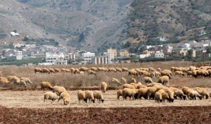 Nieuwe aardbeving in Al Hoceima