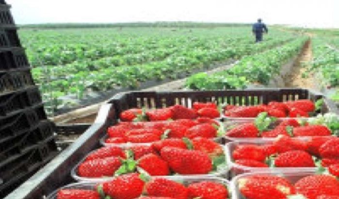 Spanje werft 2000 Marokkaanse arbeidsters aan voor aardbeienoogst