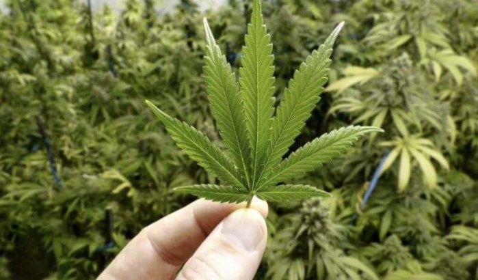 Legalisatie cannabis belooft enorme voordelen voor Afrika