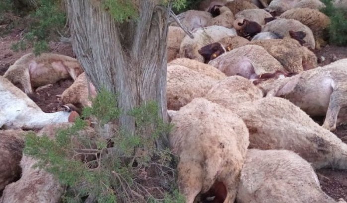 Marokkaanse herder verliest kudde door blikseminslag
