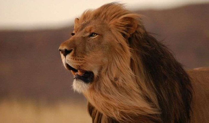 Dierentuin Casablanca bijna klaar (foto's)