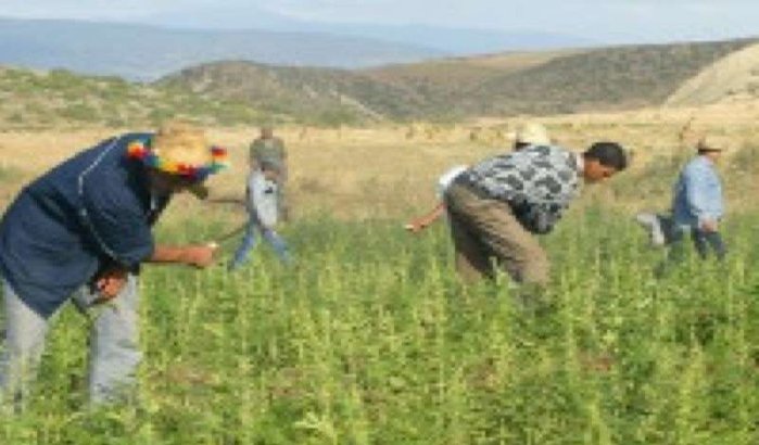 Cannabiskwekers gijzelen politieagenten in Taounate
