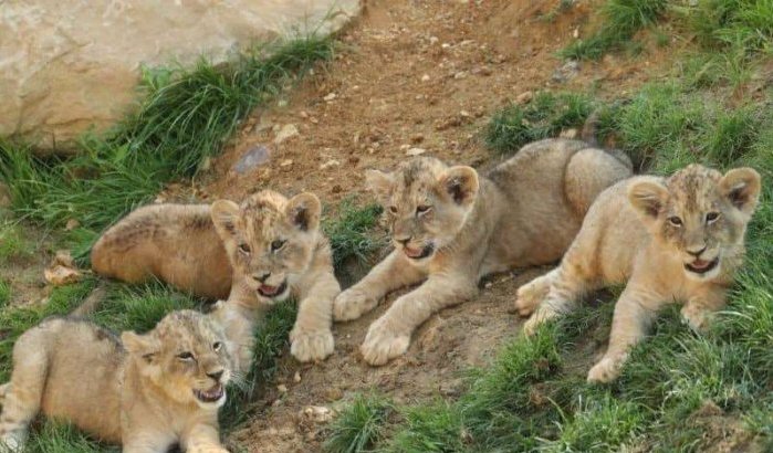 Dierentuin van Rabat presenteert Atlasleeuw-welpjes (video)