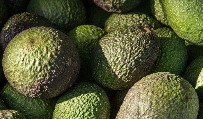 Israëlische bedrijf Mehadrin investeert in Marokkaanse avocado