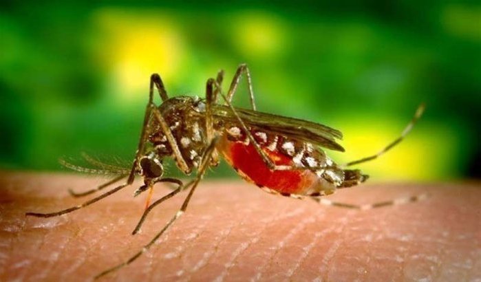 Geen Zika-virus in Marokko volgens ministerie