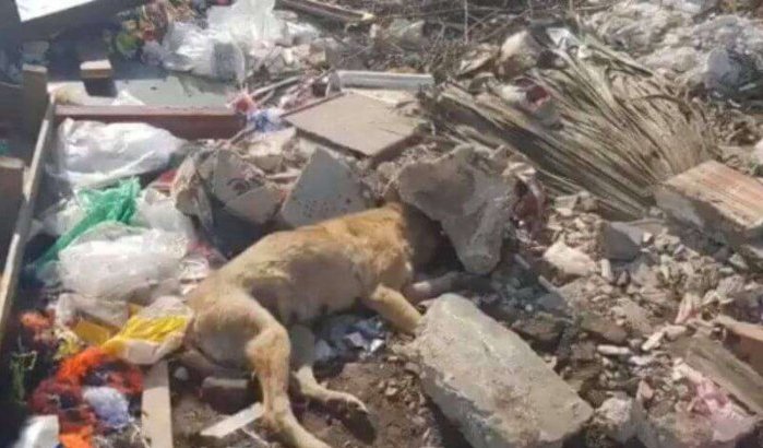 Marokko: zwerfhonden levend begraven