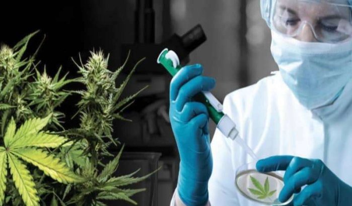 Israëlische investeerders tonen interesse in Marokkaanse cannabisindustrie