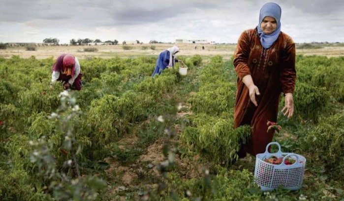 Marokko investeert 4,4 miljard dirham in landbouw