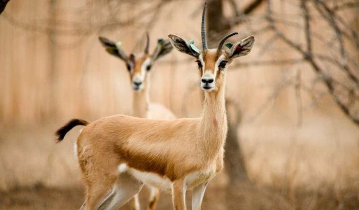 Marokko plaats dorcasgazelles terug in natuur