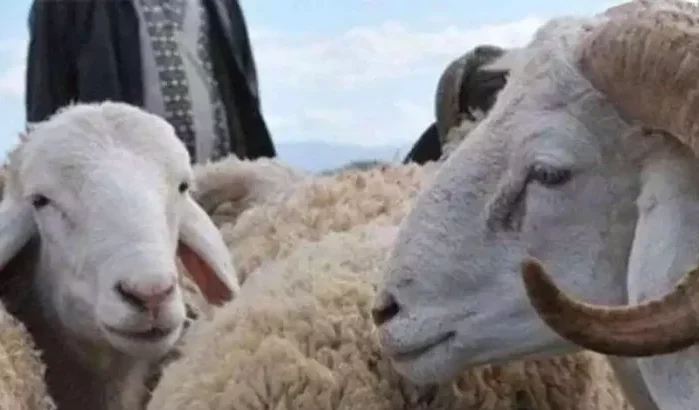 Eid ul-Adha wel of niet gevierd in Marokko? Premier Akhannouch antwoordt