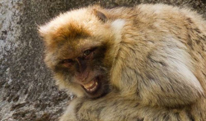 Gibraltar wil agressieve Marokkaanse aapjes uitzetten