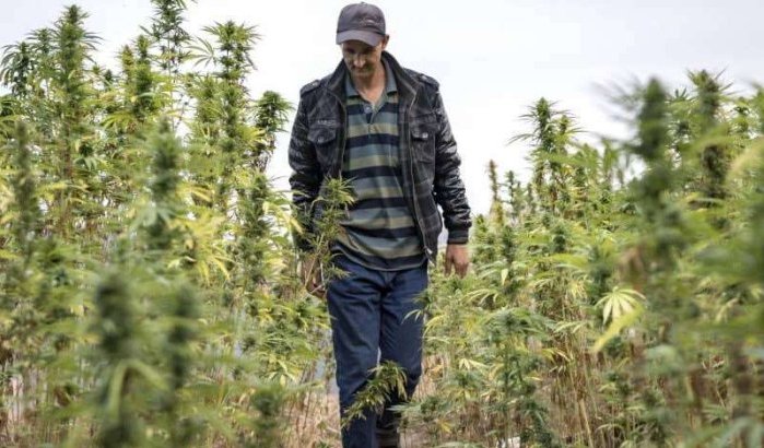 Marokko: welke alternatieven voor cannabisteelt?