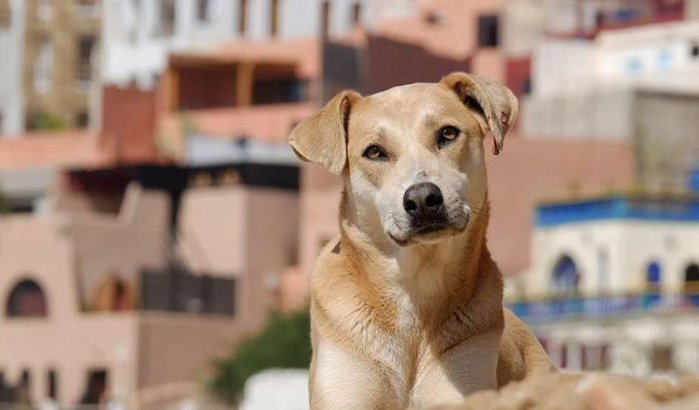 Tanger: begraafplaats speciaal voor huisdieren (video)