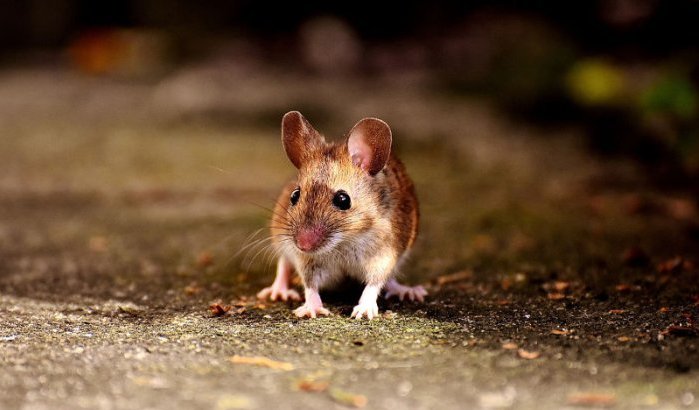 Ratten en muggen overspoelen Tanger