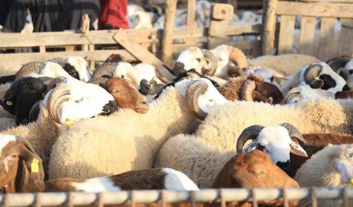 Inwoners Nador zoeken massaal achterpoortjes voor slachtverbod