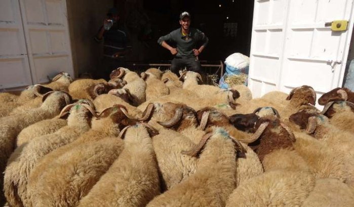 Melilla verbiedt invoer Marokkaanse schapen voor Eid Al Adha