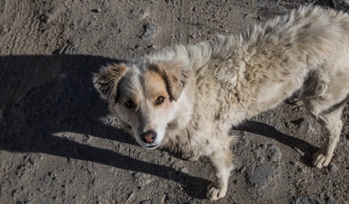 Melilla bezorgd over hondsdolheid uit Marokko