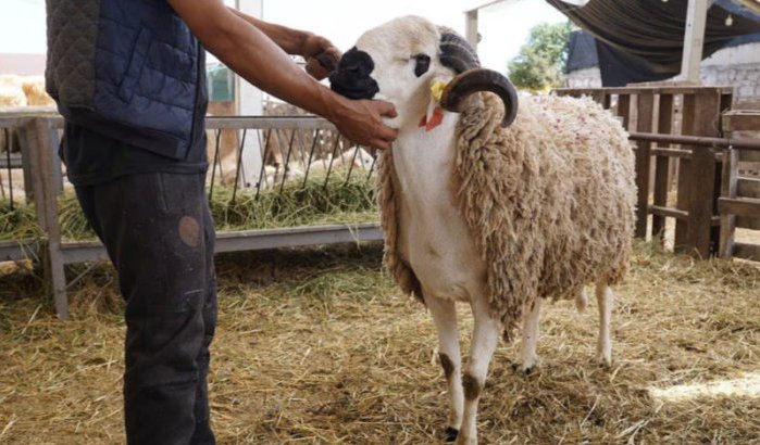 Eid ul-Adha bedreigd in Marokko?