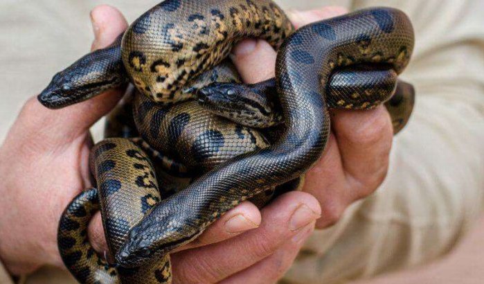 Baby's grootste slang ter wereld geboren in Crocoparc Agadir