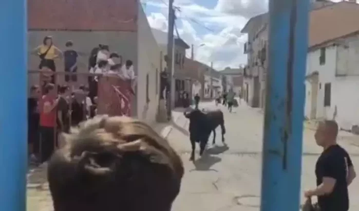 Marokkaan gedood door stier in Spanje