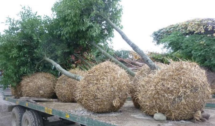 Bomen weggehaald na passage Koning Mohammed VI