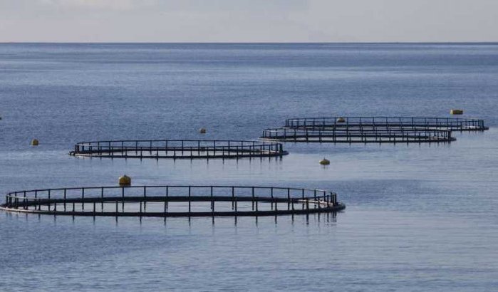 Israël bouwt zeeviskwekerij in Tanger