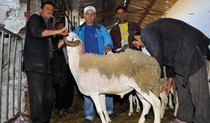 Flinke stijging schapenprijzen in aanloop naar Eid ul-Adha