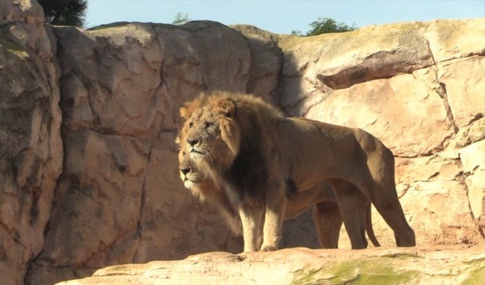 Conflict houdt dierentuin Casablanca dicht