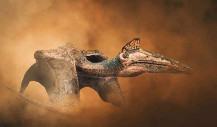Grote pterosaurus azhdarchidae ontdekt in Marokko