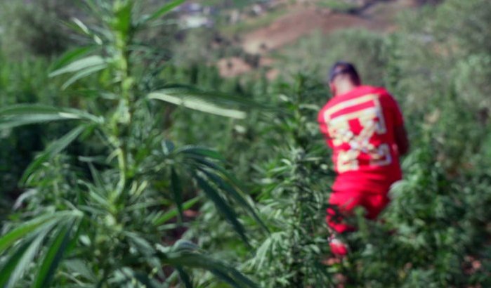 Koninklijk pardon cannabisboeren "voelt als een wedergeboorte"