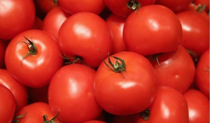 Russen mijden Marokkaanse tomaten