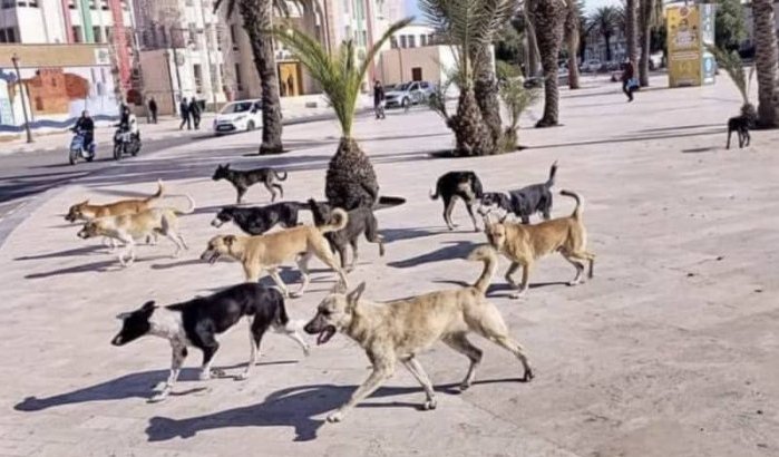 Marokkanen eisen radicale oplossing tegen zwerfhonden