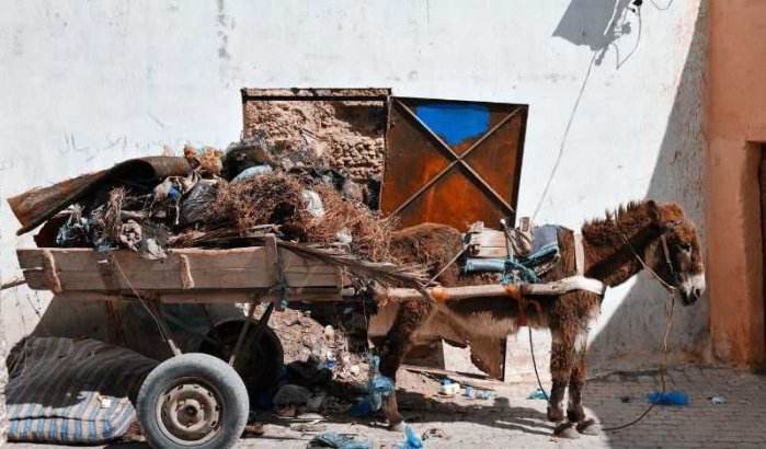 Nieuwe stad in Marokko weigert door dieren getrokken karren