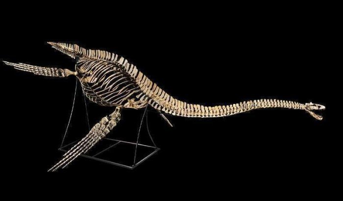 In Marokko gestolen dinosaurus wordt in Frankrijk verkocht