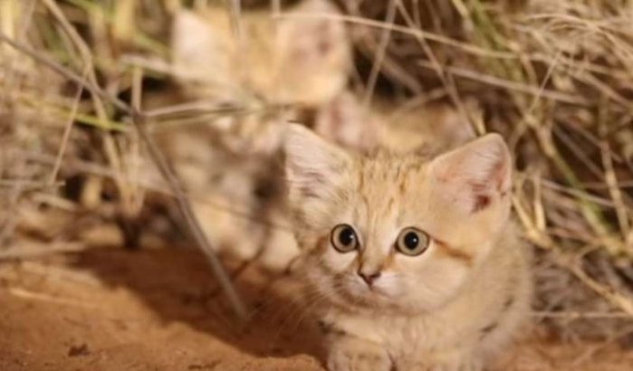 Kittens zandkat voor het eerst in Marokko gefilmd (video)