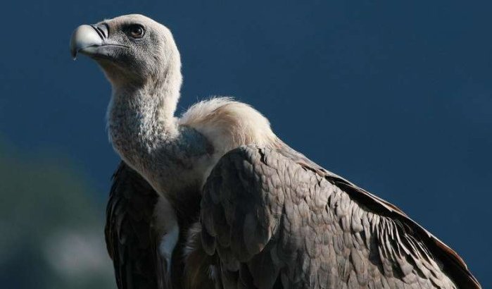 Gieren migreren massaal van Europa naar Marokko
