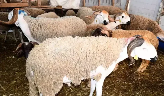 Eid ul-Adha in Marokko: minder vee, hogere prijzen