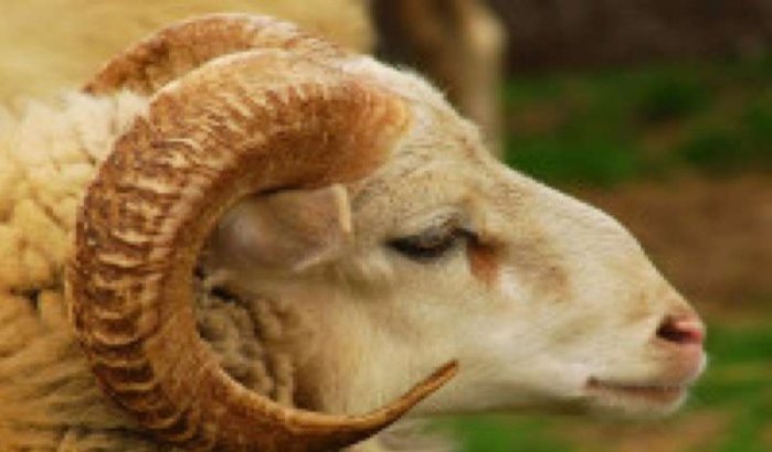Eid-ul-Adha op 15 oktober in België