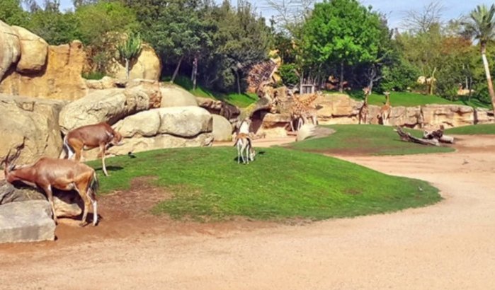 Dierentuin in Marokko, een dure droom 