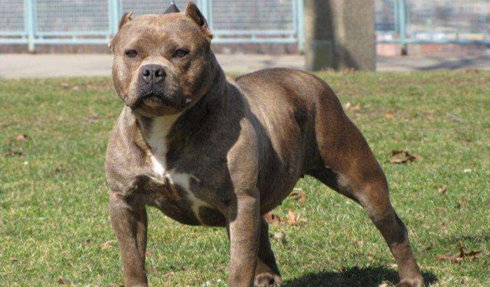 Marokko: pitbull als wapen gebruikt tegen politie