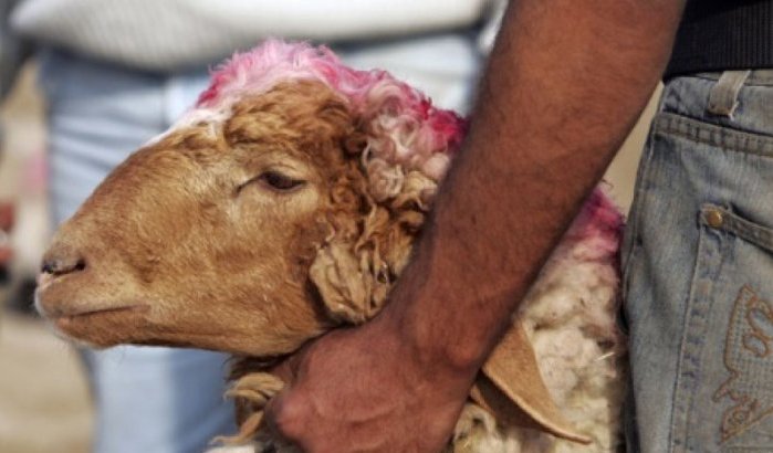 Eid ul-Adha Marokko: honderden naar ziekenhuis met snijwonden