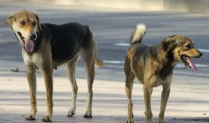 Marokkanen zullen maar één hond in huis mogen hebben