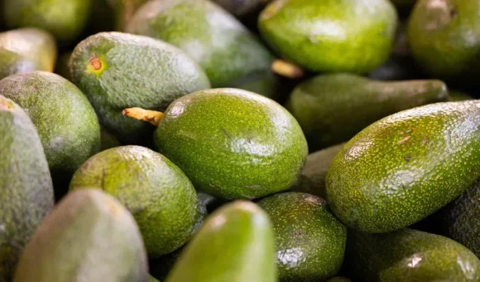 EU: Marokkaanse avocado's besmet?
