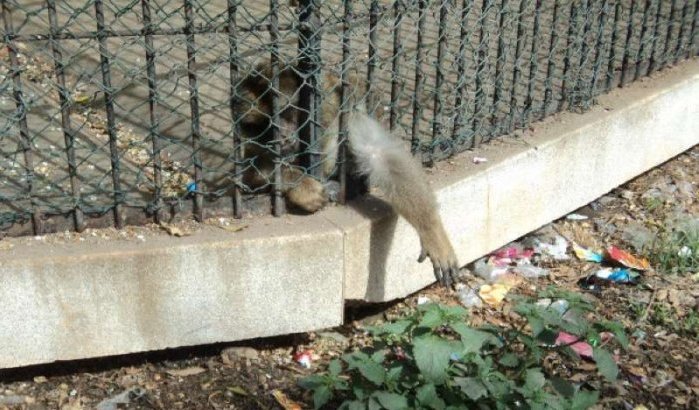 Regering Marokko onder druk: 220 miljoen voor dierentuin Casablanca
