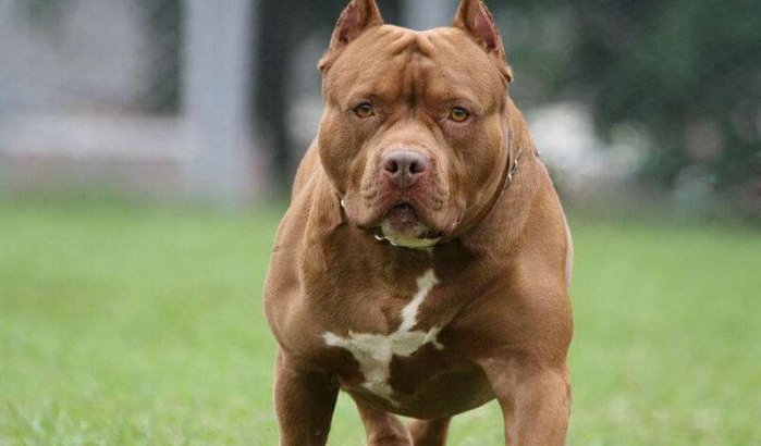 Marokko: meisje (3) door hond doodgebeten