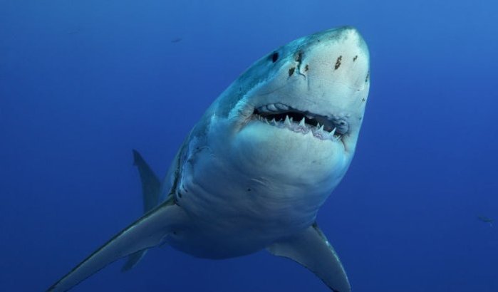 Haaien gespot bij stranden Nador